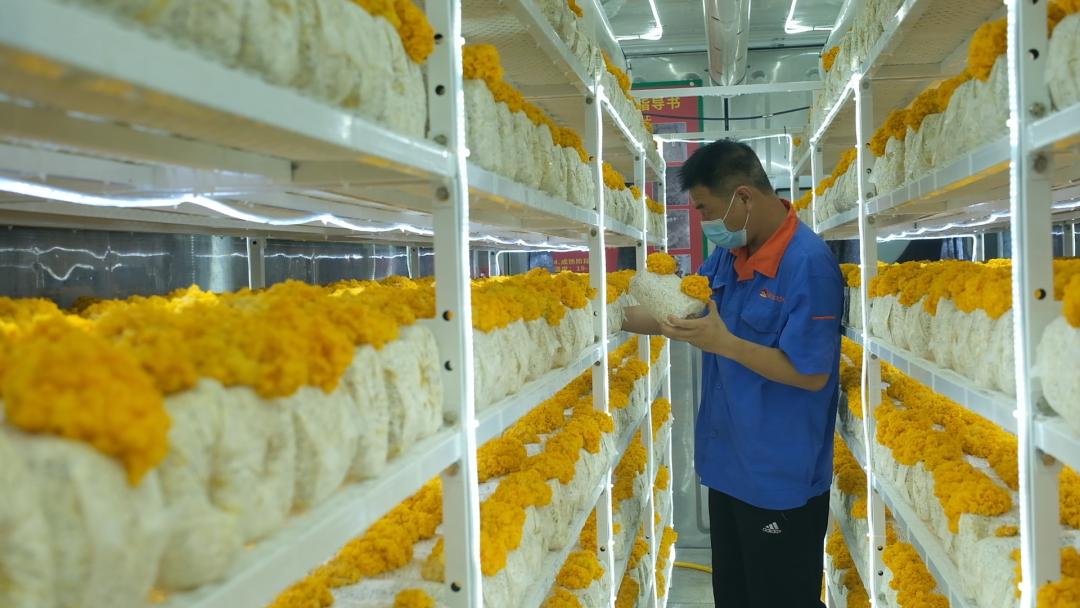 ɽ�|���f�����S�𡱮a(ch��n)�I(y��)����ġ������������Ƽ���(w��n)�a(ch��n)��